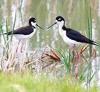 Black-necked Stilt