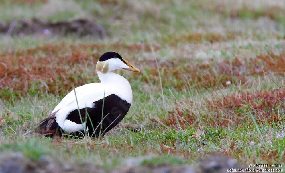 Eider à duvet mâle adulte nuptial