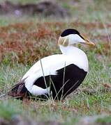 Common Eider