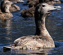 Common Eider