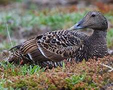 Common Eider