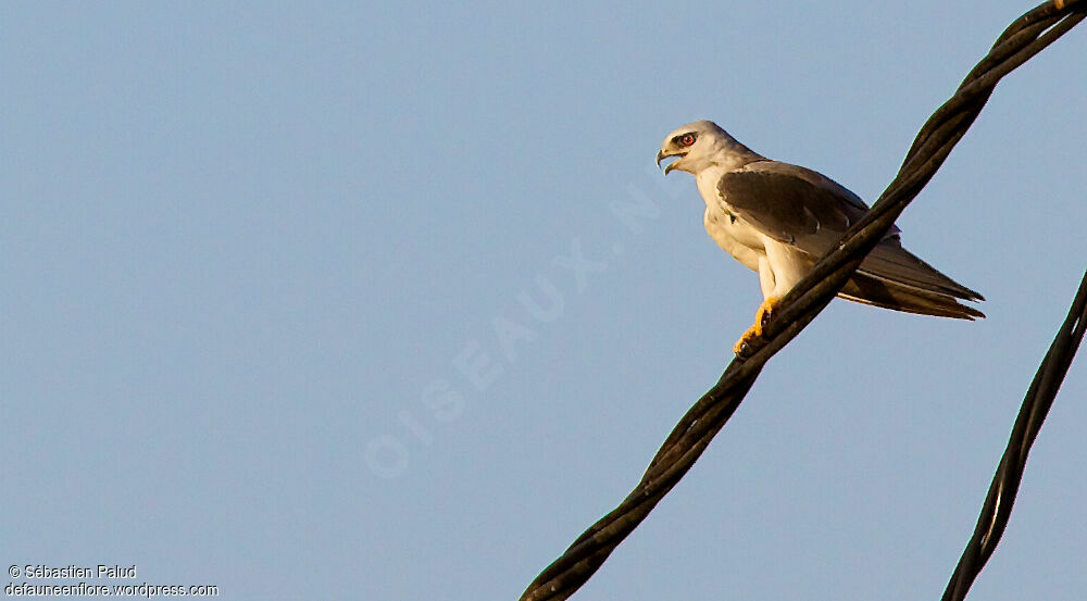 Black-winged Kite