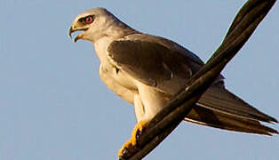 Black-winged Kite