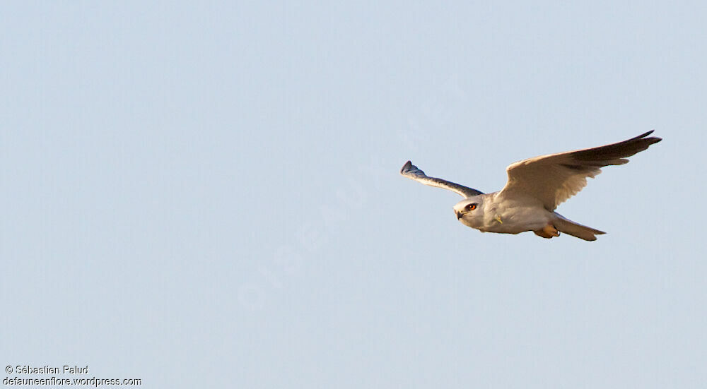 Black-winged Kite