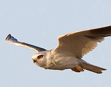 Black-winged Kite