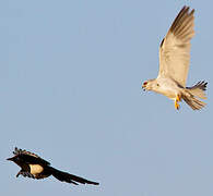 Black-winged Kite