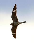 Common Nighthawk