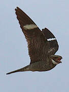 Common Nighthawk