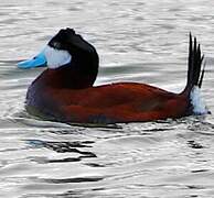 Ruddy Duck