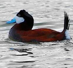 Érismature rousse