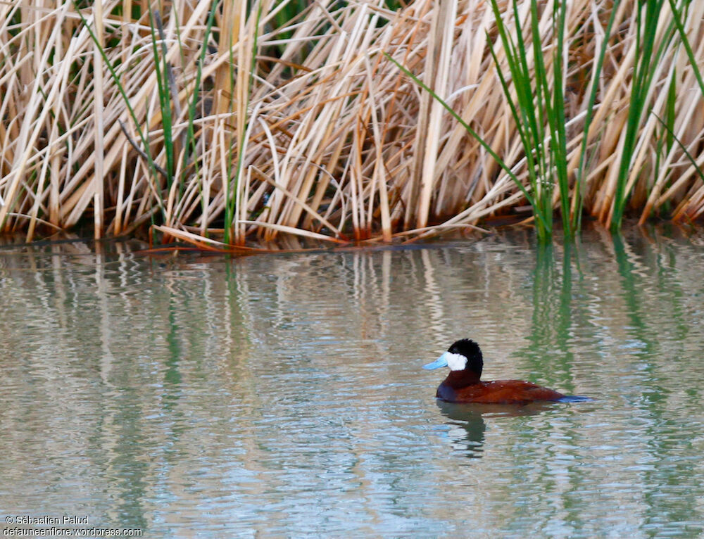 Ruddy Duck male adult breeding