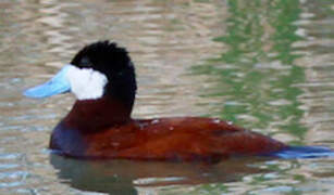 Érismature rousse