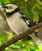 Black-collared Starling