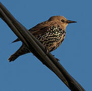 Common Starling