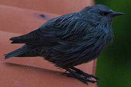 Spotless Starling