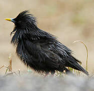 Spotless Starling