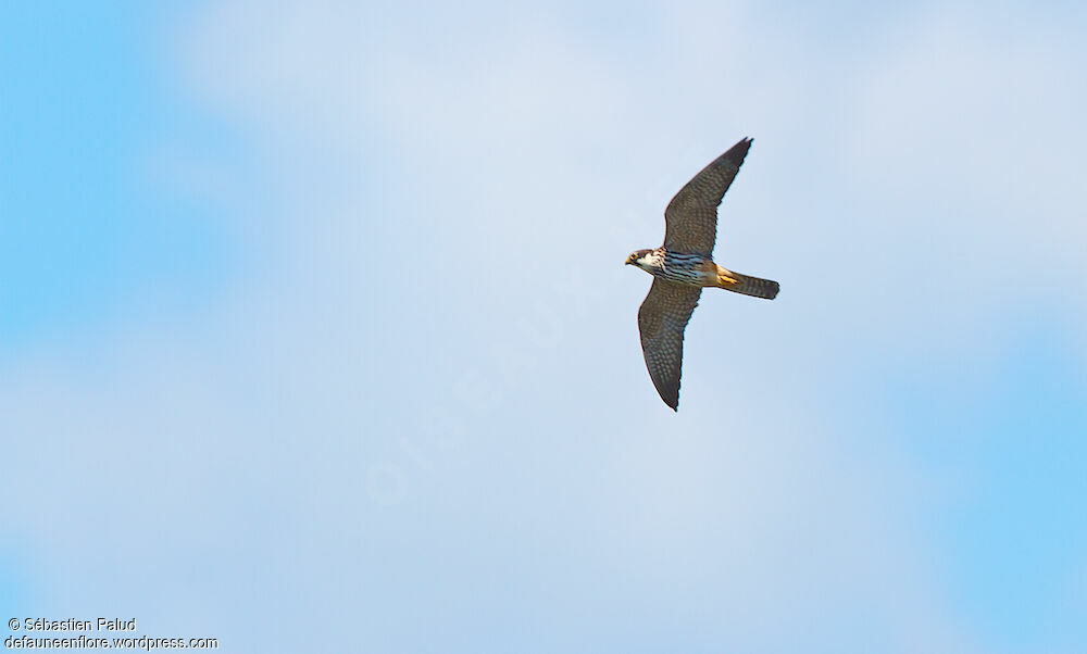 Eurasian Hobby