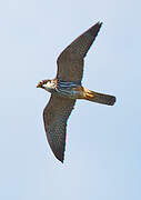 Eurasian Hobby