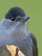 Eurasian Blackcap