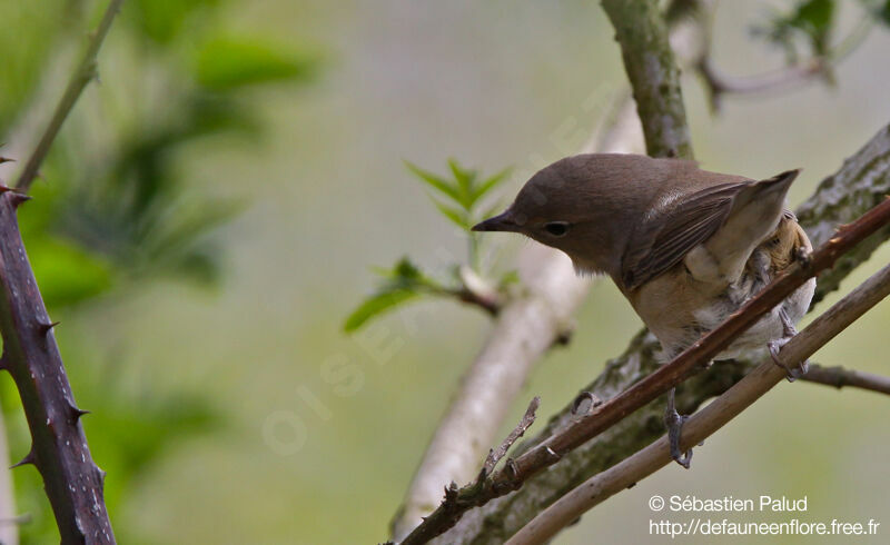 Garden Warbler