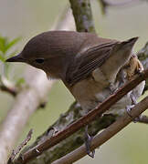 Garden Warbler