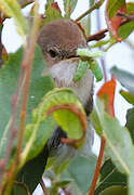 Common Whitethroat