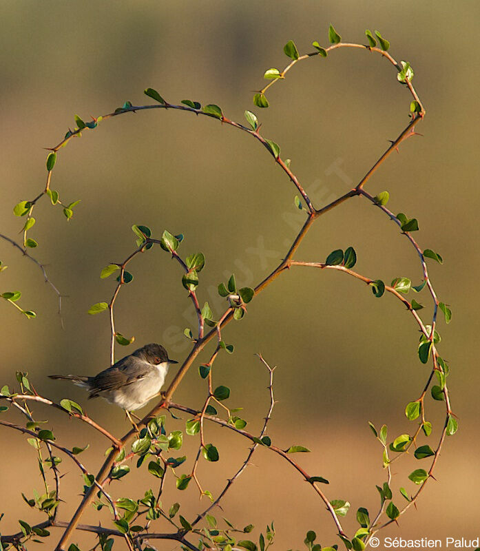 Sardinian Warbler