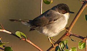 Sardinian Warbler