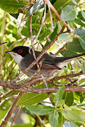 Sardinian Warbler