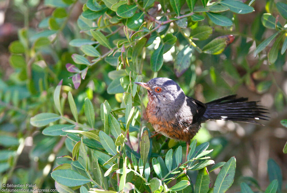 Dartford Warbler