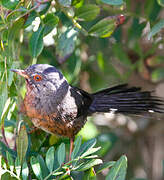 Dartford Warbler