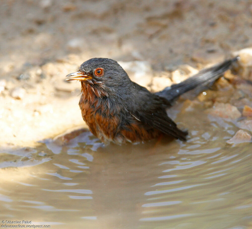 Dartford Warbler