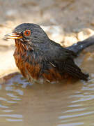 Dartford Warbler