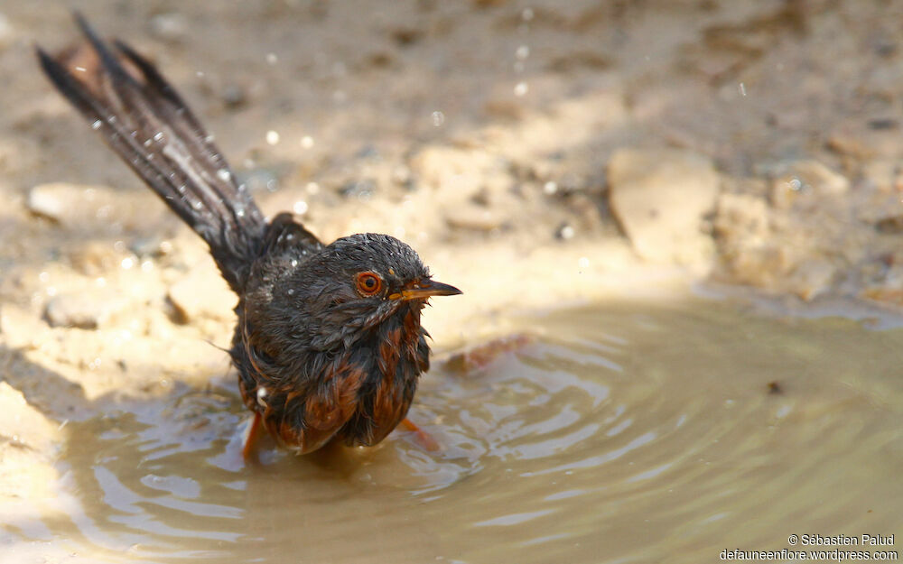 Dartford Warbler