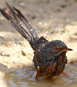 Dartford Warbler