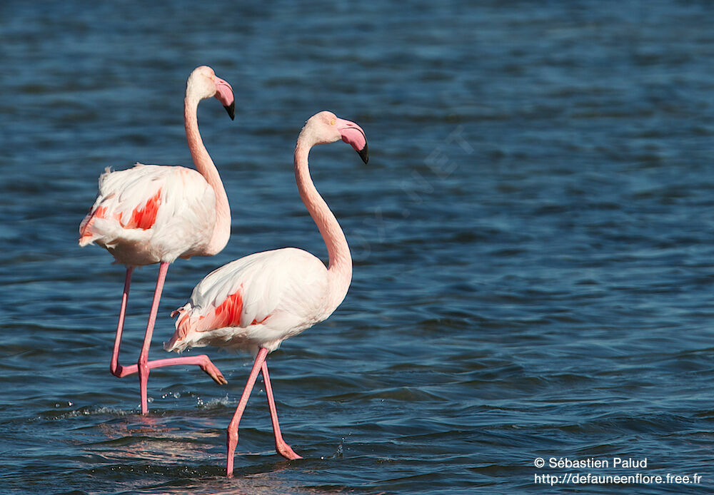 Flamant rose