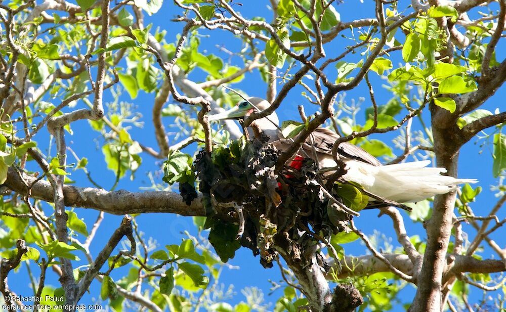 Red-footed Booby