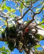 Red-footed Booby