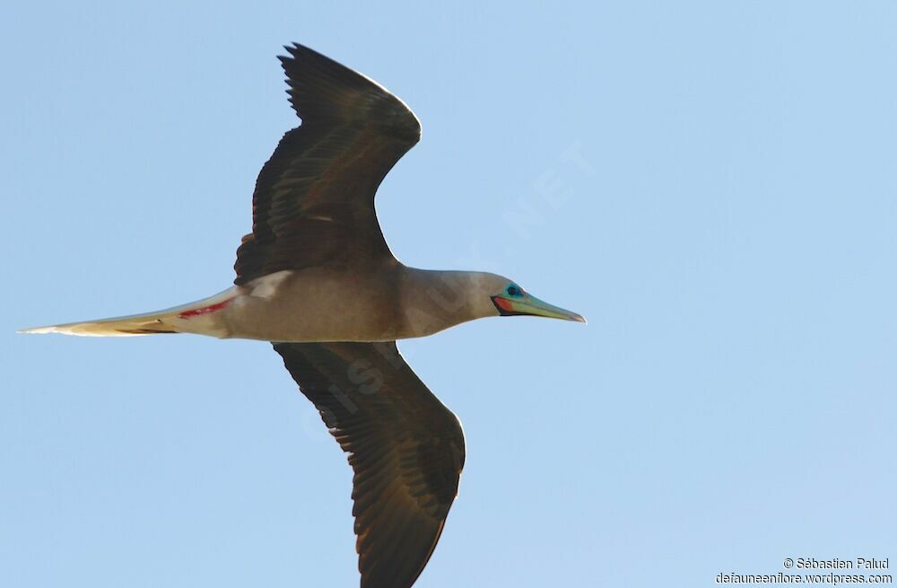 Fou à pieds rouges