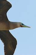 Red-footed Booby