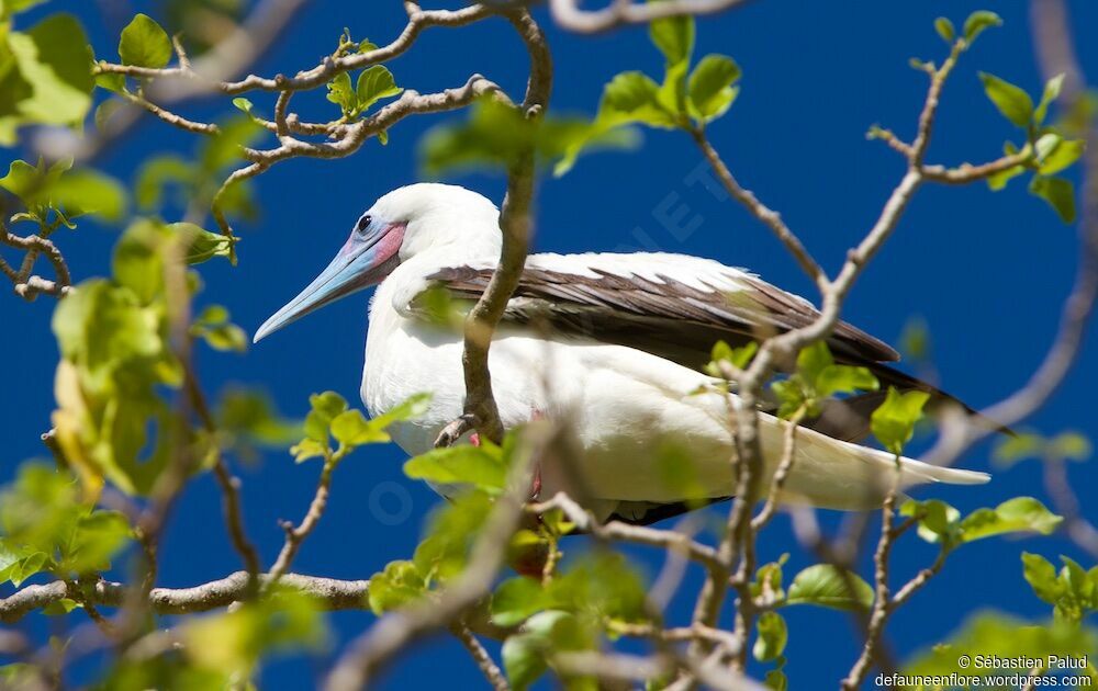 Red-footed Booby