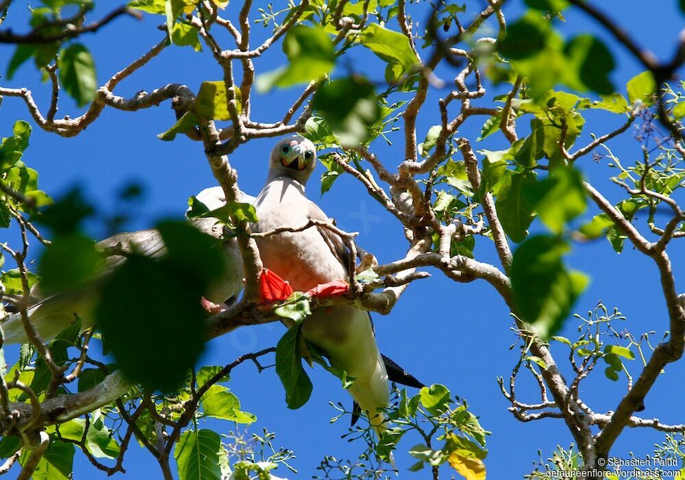 Fou à pieds rouges