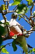 Red-footed Booby