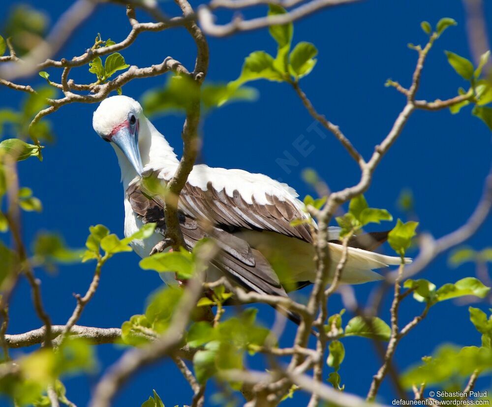 Fou à pieds rouges