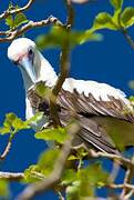 Red-footed Booby