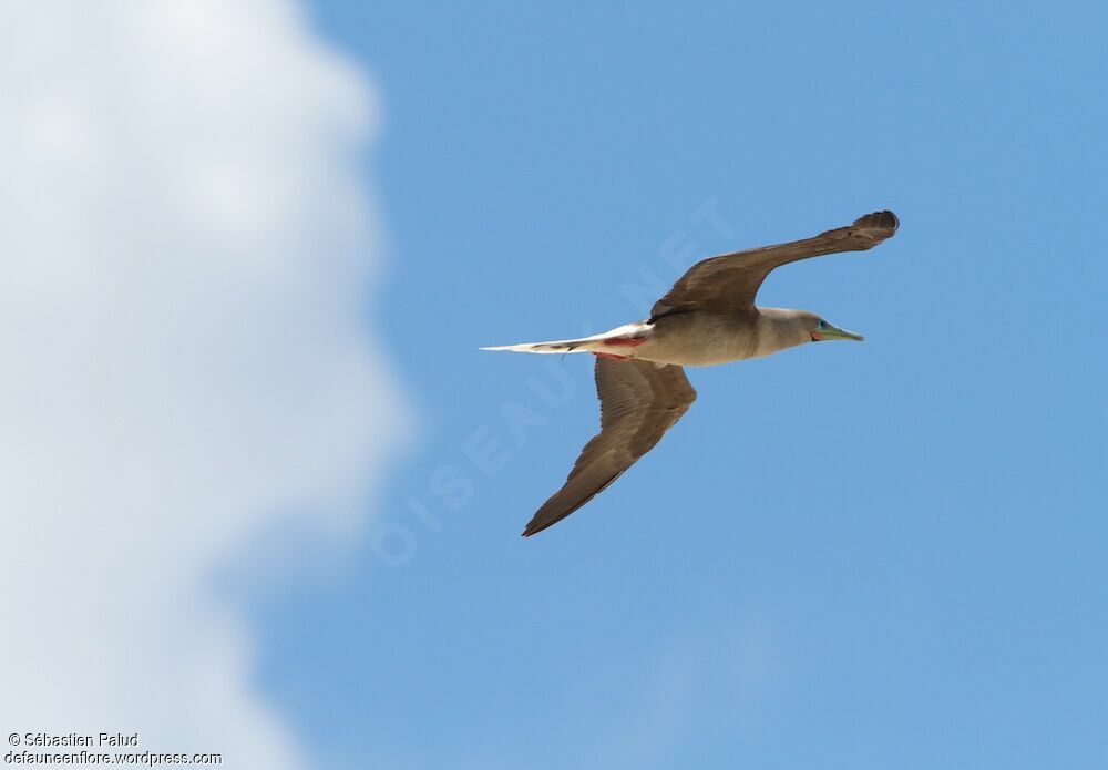 Red-footed Booby