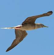 Red-footed Booby