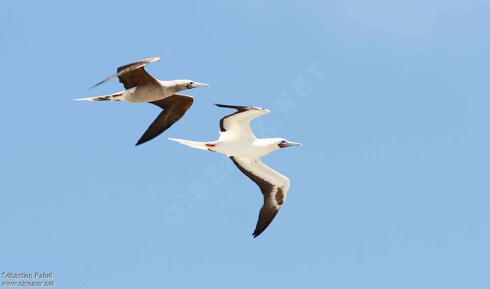 Red-footed Booby, pigmentation, Flight