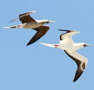 Red-footed Booby