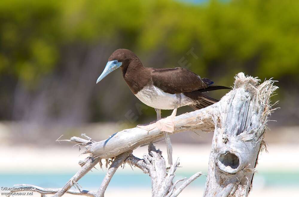 Brown Boobyadult, identification